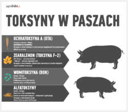 biowęgiel