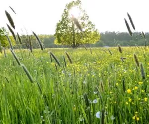 Trujące chwasty na pastwisku: zobacz, które są najgroźniejsze!