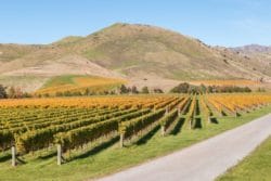 rolnictwo w Nowej Zelandii