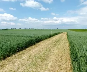 Sprawdzone odmiany zbóż