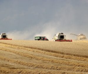 Jak wygląda produkcja kwalifikowanego materiału siewnego