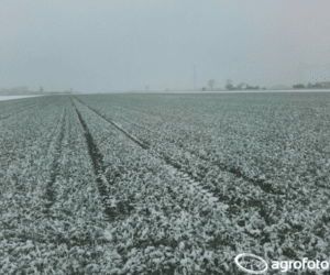 Mrozoodporność i&nbsp;zimotrwałość – ważne elementy odmian zbóż