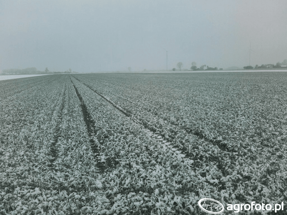 Mrozoodporność i&nbsp;zimotrwałość – ważne elementy odmian zbóż