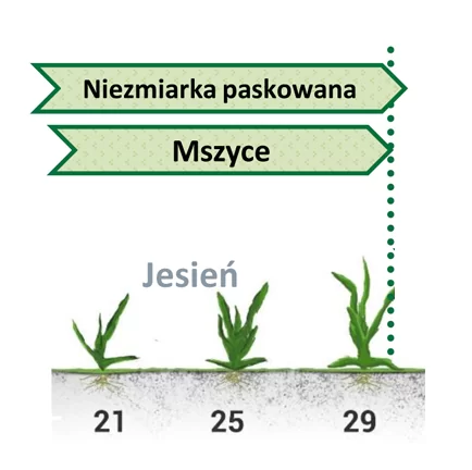 szkodniki w rzepaku