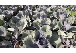 Wśród warzyw bio uprawianych w Belgii przeważają warzywa kapustne