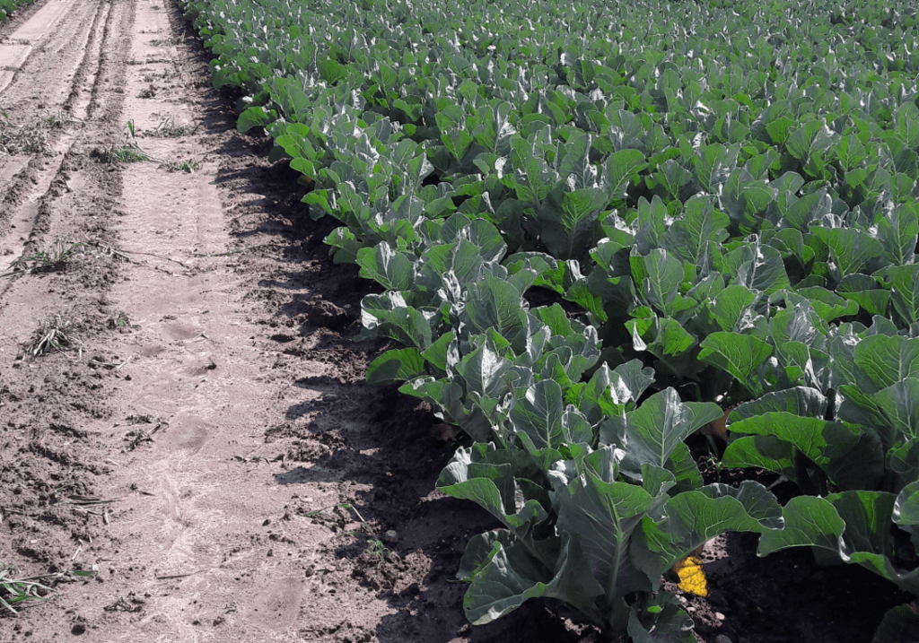 Przywiązanie konsumentów do warzyw bio to duży atut tego sektora w Belgii