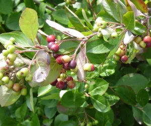 Aronia posiada wiele właściwości zdrowotnych
