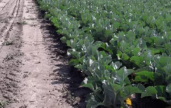 kapusta biała pochłania duże ilości makroskładników z gleby