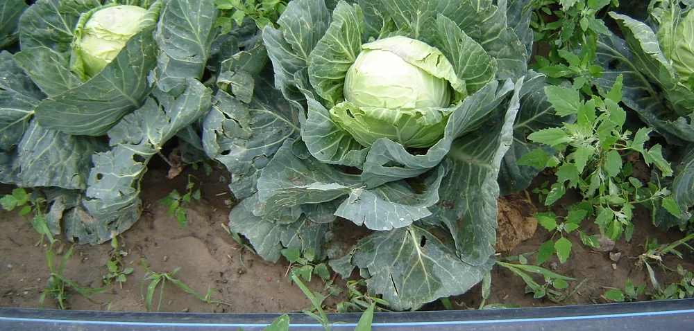 Nawożenie kapusty głowiastej wymaga makroelementów