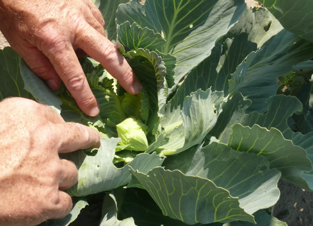 Kapusta wymaga dobrego nawożenia pogłównego