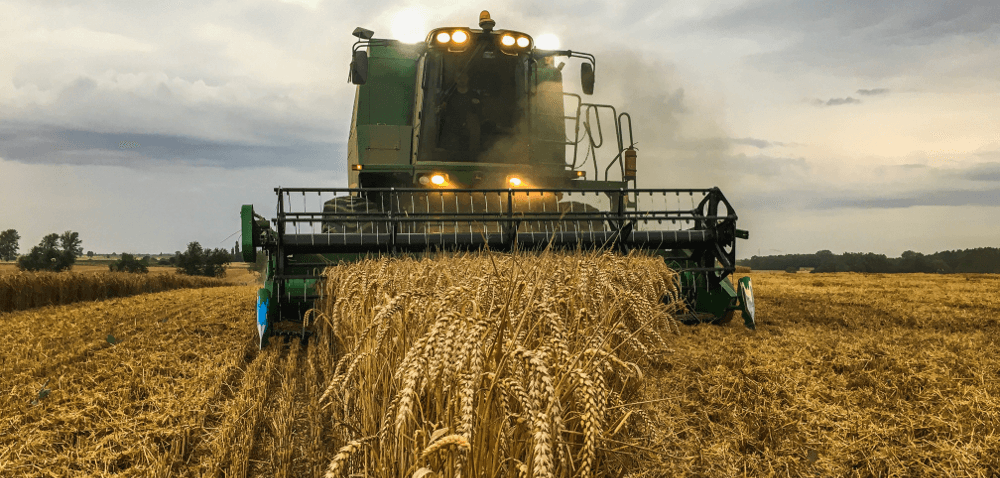 COBORU pszenica 2017- wyniki plonowania