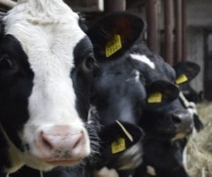 Spadek apetytu u&nbsp;krów latem? 10 wskazówek jak temu zaradzić!