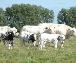 Belgijska biało-błękitna czyli mięsny olbrzym! Sprawdź jakie ma przyrosty!