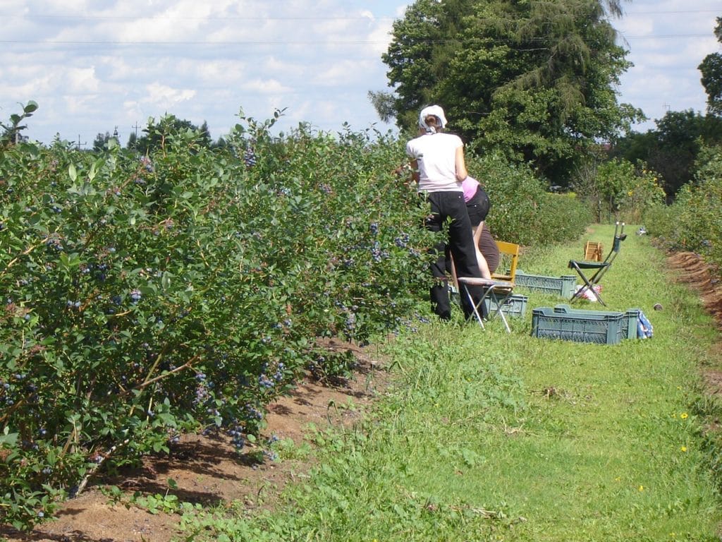 Borówka jest zbierana ręcznie i maszynowo - to zależy od powierzchni plantacji