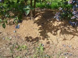 Borówka wymaga trocin pod krzewy