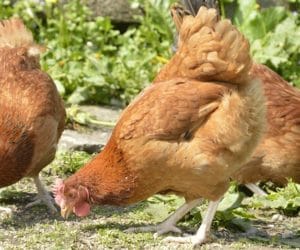 Najczęstsze choroby bakteryjne kur nieśnych; sprawdź!