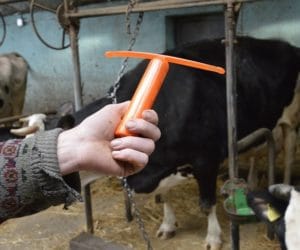 Bolusy dla bydła; zastosowanie, uwalnianie i&nbsp;rodzaje. Sprawdź!