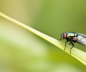 Białko w&nbsp;żywieniu drobiu – wykorzystywanie owadów