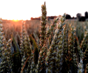 Pszenica ozima na słabe ziemie – poznaj odmianę Kalman