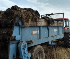 Obornik na ściernisko