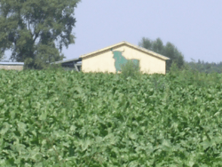 buraki