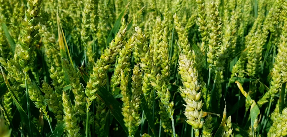 Fusaro Xpro: ochrona jęczmienia i pszenicy przetestowana w terenie