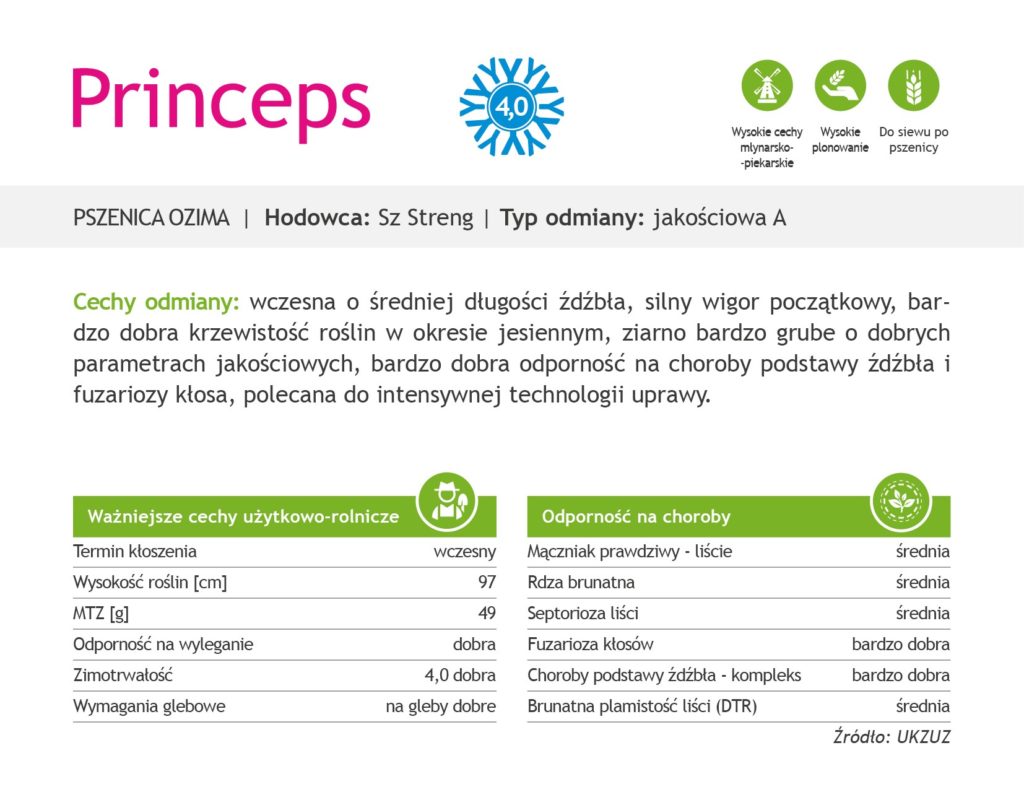 pszenica ozima Princeps