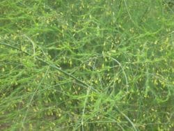 plantacja szparagów