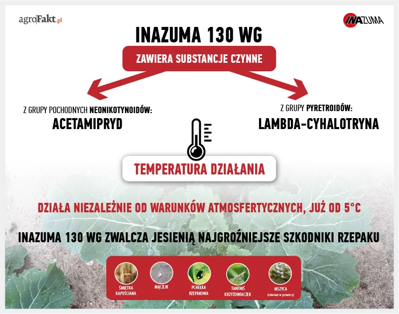 zwalczanie szkodników w rzepaku