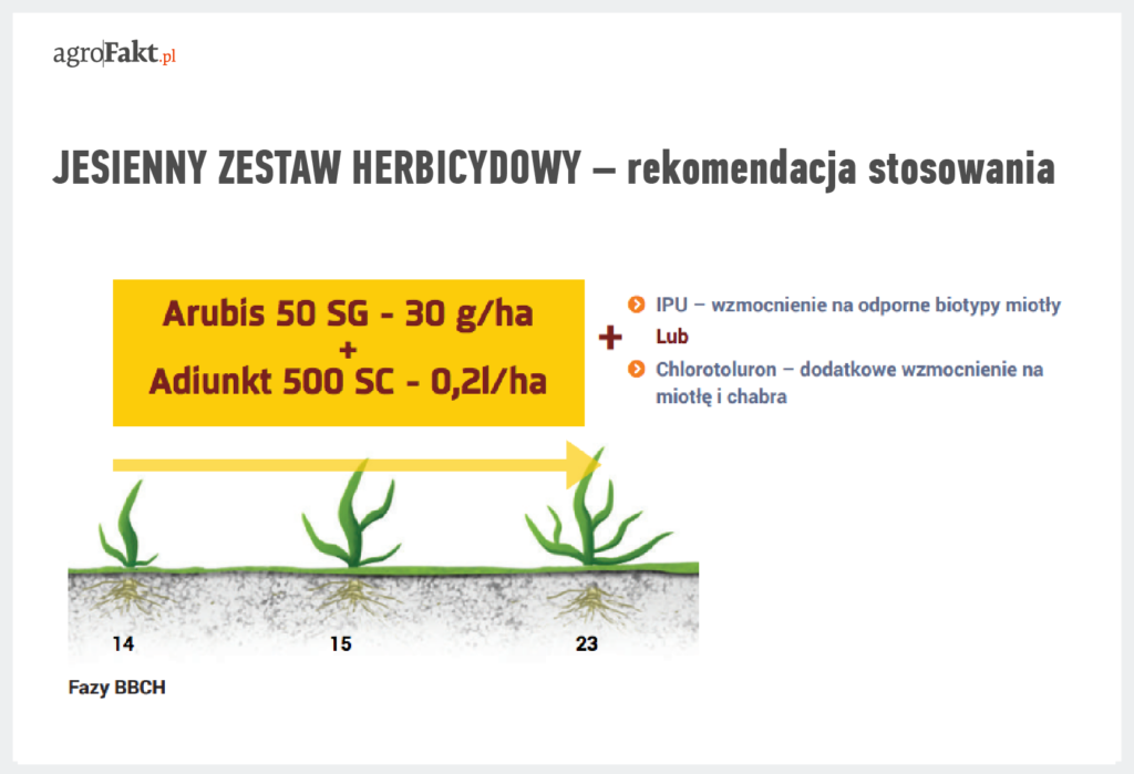 jesienne zwalczanie chwastów