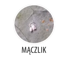 Zwalczanie śmietki w rzepaku