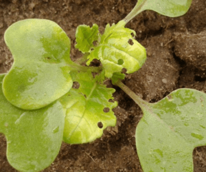 Zwalczanie szkodników w&nbsp;rzepaku: skuteczne i&nbsp;legalne