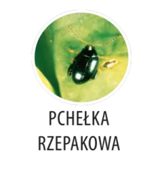 Zwalczanie śmietki w rzepaku