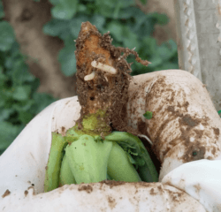 zwalczanie szkodników w rzepaku