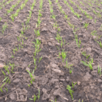 zwalczanie szkodników w rzepaku