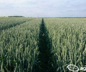 Pszenica ozima Nelson: oszczędna i&nbsp;elitarna