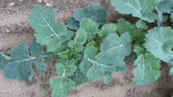 zwalczanie szkodników w rzepaku