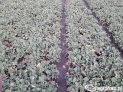 Ochrona i regulacja wzrostu rzepaku 