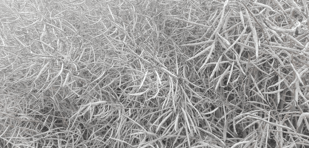 COBORU wyniki plonowania rzepaku 2017 – wstępne wyniki PDO