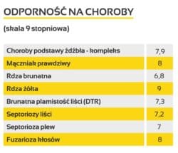 Spontan - pszenica ozima na słabsze gleby