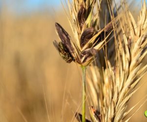 Zatrucie sporyszem niebezpieczne dla ludzi i zwierząt
