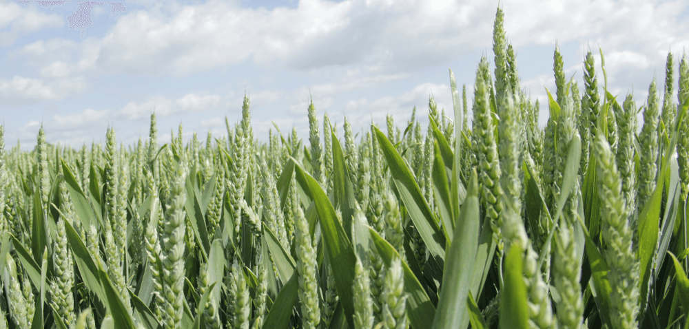 Plonowanie zbóż – co wpływa na wysoki plon?