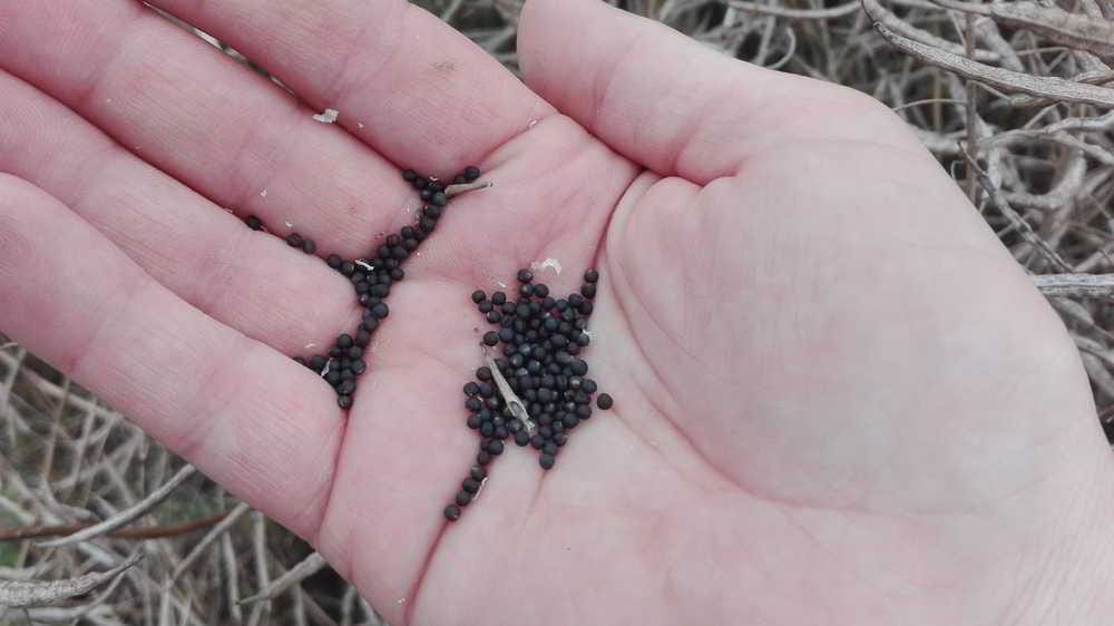 Podsumowanie żniw rzepaku