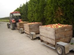 Jabłka przemysłowe są w Polsce za drogie