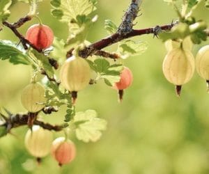 Cena agrestu – jaka jest i jakiej można się spodziewać?
