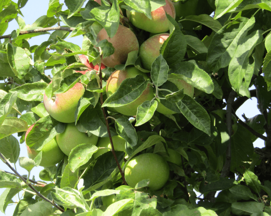 Drzewka ekologiczne powinny być pieczołowicie chronione przed patogenami