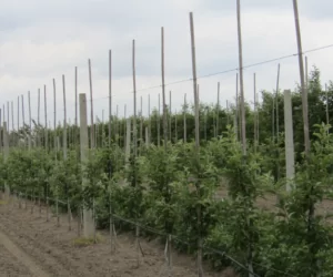 Choroba replantacyjna w&nbsp;sadach – jak zapobiegać