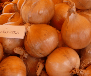 Dorodne bulwy cebuli to pochodna obfitego nawadniania gleby