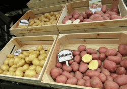 Ziemniak to skarbnica witamin i mikroelementów