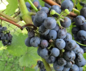 Winnice polskie mają potencjał i&nbsp;przyszłość